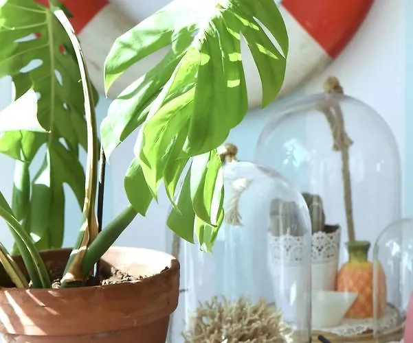 Il Tentacolo 3* Ventimiglia